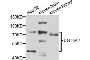 Western blot analysis of extracts of various cell lines, using μgT3A2 antibody (ABIN5975308) at 1/1000 dilution. (UGT3A2 antibody)