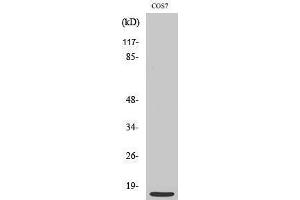 Western Blotting (WB) image for anti-Mitochondrial Ribosomal Protein S21 (MRPS21) (Internal Region) antibody (ABIN3185677) (MRPS21 antibody  (Internal Region))