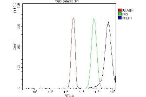 Flow Cytometry analysis of SiHa cells using anti-MIEF1 antibody (ABIN7600396). (SMCR7L antibody  (AA 189-463))
