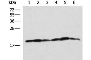 Western blot analysis of 293T K562 and HepG2 cell lysates using BLOC1S6 Polyclonal Antibody at dilution of 1:650 (Pallidin antibody)