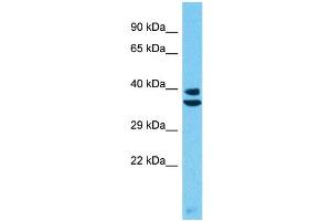 Western Blotting (WB) image for anti-Protease, Serine, 55 (PRSS55) (C-Term) antibody (ABIN2774576)