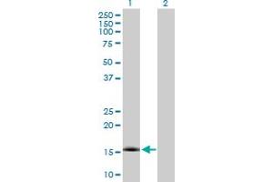 Western Blot analysis of NXT1 expression in transfected 293T cell line by NXT1 MaxPab polyclonal antibody.