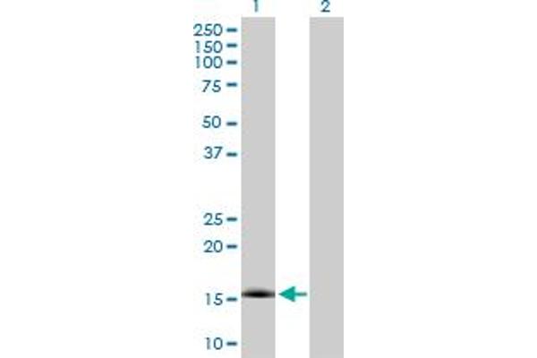 NXT1 anticorps  (AA 1-140)
