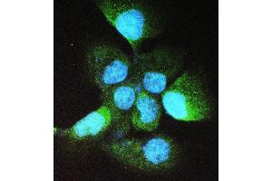 IF analysis of ADH5 using anti-ADH5 antibody (ABIN4886429). (ADH5 antibody  (AA 212-374))