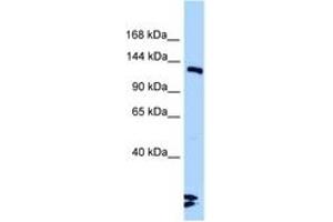 Image no. 1 for anti-Ligase III, DNA, ATP-Dependent (LIG3) (AA 930-979) antibody (ABIN6748213) (LIG3 antibody  (AA 930-979))