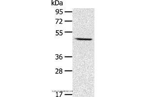 Western blot analysis of Mouse liver tissue, using CYP1A1 Polyclonal Antibody at dilution of 1:400 (CYP1A1 antibody)