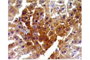 Rat liver tissue was stained by anti-FXR (446-476) (Human, Mouse, Rat) Serum at 1:200 (NR1H4 antibody  (AA 446-476))