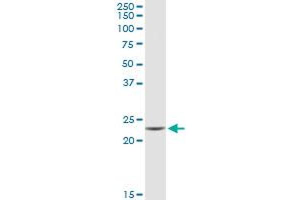 GUK1 antibody  (AA 1-197)