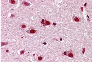 Anti-JUN antibody IHC staining of human brain, cortex. (C-JUN antibody  (AA 210-259))