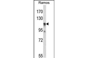 Western blot analysis of C11orf30 Antibody in Ramos cell line lysates (35ug/lane) (EMSY antibody  (N-Term))