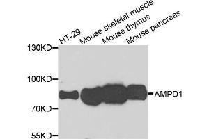 Western blot analysis of extracts of various cell lines, using AMPD1 antibody (ABIN5995393) at 1/1000 dilution. (AMPD1 antibody)