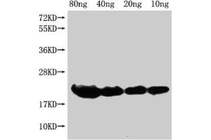 Western Blot Positive WB detected in Recombinant protein All lanes: hns antibody at 1:2000 Secondary Goat polyclonal to rabbit IgG at 1/50000 dilution Predicted band size: 19 kDa Observed band size: 21 kDa (HNS (AA 1-137) antibody)