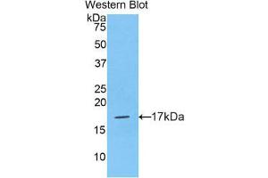 Western Blotting (WB) image for anti-Histone Cluster 2, H3a (HIST2H3A) (AA 1-136) antibody (ABIN1859167) (HIST2H3A antibody  (AA 1-136))