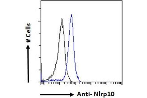 NLRP10 Antikörper  (N-Term)