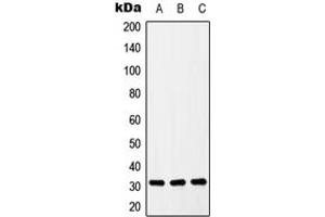 Western blot analysis of ZIP9 expression in U937 (A), Raw264. (SLC39A9 antibody  (Center))