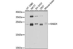 Western blot analysis of extracts of various cell lines, using R antibody (ABIN6132225, ABIN6146561, ABIN6146562 and ABIN6224440) at 1:1000 dilution. (RAB24 antibody  (AA 1-203))