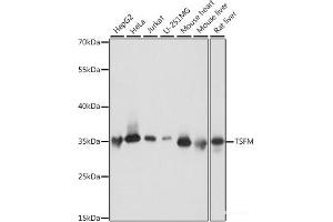 Western blot analysis of extracts of various cell lines using TSFM Polyclonal Antibody at dilution of 1:1000. (TSFM antibody)