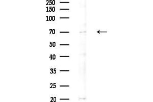 Western blot analysis of lysates from Hela cells(starvation,24h treatment), using OAS2 Antibody at 1/1000 dilution.