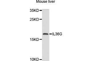 Western blot analysis of extracts of mouse liver, using IL36G antibody (ABIN6003861) at 1/1000 dilution. (IL1F9 antibody)