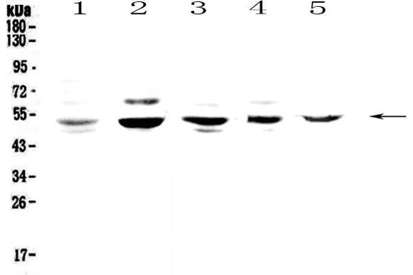 NFIB antibody