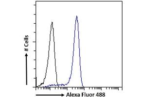 (ABIN6391384) Flow cytometric analysis of paraformaldehyde fixed HEK293 cells (blue line), permeabilized with 0. (SOX2 antibody  (N-Term))