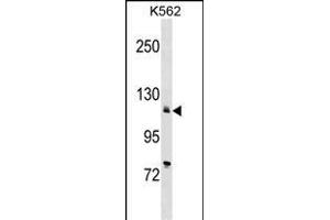 ATP2A2 Antibody (Center) (ABIN1538370 and ABIN2848666) western blot analysis in K562 cell line lysates (35 μg/lane). (ATP2A2 antibody  (AA 374-403))