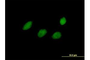 Immunofluorescence of purified MaxPab antibody to TCEAL4 on HeLa cell. (TCEAL4 antibody  (AA 1-215))