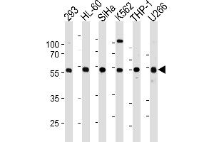 Western blot analysis in 293,HL-60,SiHa,K562,THP-1,U266 cell line lysates (35ug/lane). (YY1 antibody  (N-Term))