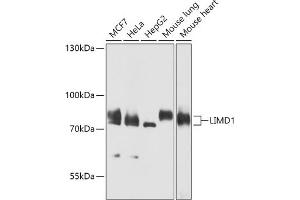 Western blot analysis of extracts of various cell lines, using LIMD1 antibody (ABIN7268259) at 1:1000 dilution. (LIMD1 antibody  (AA 1-200))