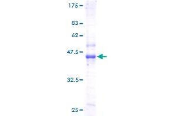 C19orf10 Protein (AA 1-173) (GST tag)