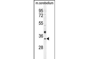 OR51I1 Antibody (C-term) (ABIN654595 and ABIN2844294) western blot analysis in mouse cerebellum tissue lysates (35 μg/lane). (OR51I1 antibody  (C-Term))
