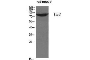 Western Blot (WB) analysis of specific cells using Stat1 Polyclonal Antibody. (STAT1 antibody  (Tyr1217))