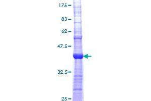CHRNA5 Protein (AA 38-131) (GST tag)
