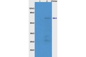 SDS-PAGE (SDS) image for anti-Nuclear Receptor Subfamily 1, Group D, Member 1 (NR1D1) antibody (ABIN700854)