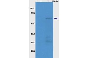 Lane 1: mouse lung lysates Lane 2: mouse embryo lysates probed with Anti NR1D1/REV-ERB alpha Polyclonal Antibody, Unconjugated (ABIN700854) at 1:200 in 4 °C. (NR1D1 antibody)