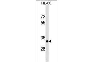 Western blot analysis in HL-60 cell line lysates (35ug/lane). (ERAL1 antibody  (AA 152-180))
