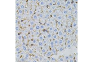 Immunohistochemistry of paraffin-embedded mouse liver using MSN antibody. (Moesin antibody)