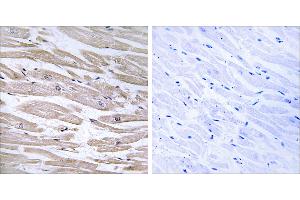 Peptide - + (DNAJB11 antibody)