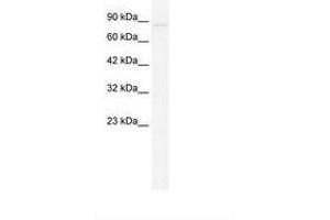 Image no. 1 for anti-Glutamate Receptor, Ionotropic, Kainate 2 (GRIK2) (AA 156-205) antibody (ABIN202940) (GRIK2 antibody  (AA 156-205))