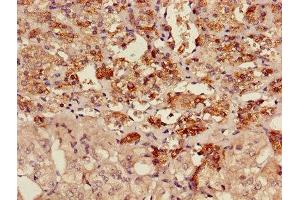 Immunohistochemistry of paraffin-embedded human adrenal gland tissue using ABIN7142910 at dilution of 1:100 (AKAP7 antibody  (AA 1-81))