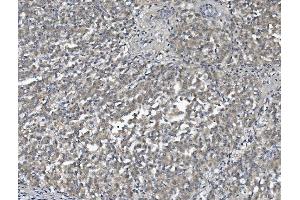 IHC analysis of AFM using anti-AFM antibody (ABIN7601674). (Afamin antibody  (AA 41-584))