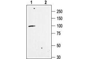 Western blot analysis of rat brain membranes: - 1. (KCNN3 antibody  (Intracellular))