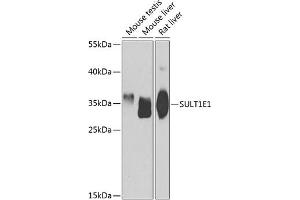 Western blot analysis of extracts of various cell lines, using SULT1E1 antibody (ABIN6129758, ABIN6148714, ABIN6148715 and ABIN6223332) at 1:1000 dilution. (SULT1E1 antibody  (AA 140-294))