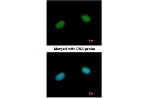 Immunofluorescence (IF) image for anti-X-Ray Repair Complementing Defective Repair in Chinese Hamster Cells 3 (XRCC3) (AA 202-296) antibody (ABIN615996)