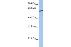 Western Blotting (WB) image for anti-RFT1 Homolog (RFT1) antibody (ABIN2459371)
