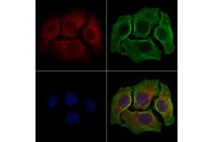 ABIN6258520 and ABIN6274742 staining HepG2 cells by IF/ICC. (MRPL44 antibody  (C-Term))
