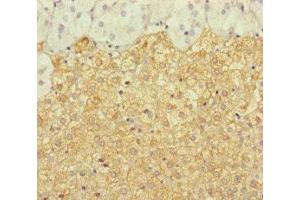 Immunohistochemistry of paraffin-embedded human adrenal gland tissue using ABIN7150168 at dilution of 1:100 (ERCC1 antibody  (AA 1-323))