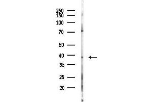 anti-G Protein-Coupled Receptor 77 (GPR77) (C-Term) antibody