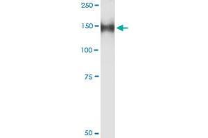 Immunoprecipitation of GOLGA2 transfected lysate using anti-GOLGA2 MaxPab rabbit polyclonal antibody and Protein A Magnetic Bead , and immunoblotted with GOLGA2 purified MaxPab mouse polyclonal antibody (B02P) . (Golgin A2 (GOLGA2) (AA 1-990) antibody)