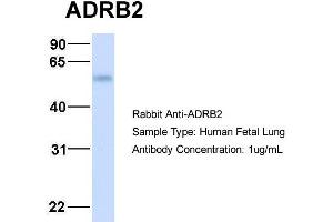 Host:  Rabbit  Target Name:  ADRB2  Sample Type:  Human Fetal Lung  Antibody Dilution:  1. (beta 2 Adrenergic Receptor antibody  (Middle Region))